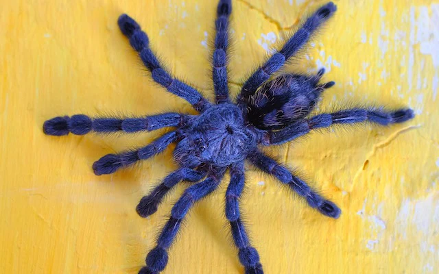 Brazilian Jewel Tarantula
