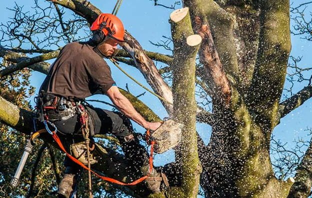 Tree Lopper